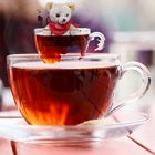 Teddy in der Tasse