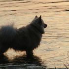 Teddy in der Weser