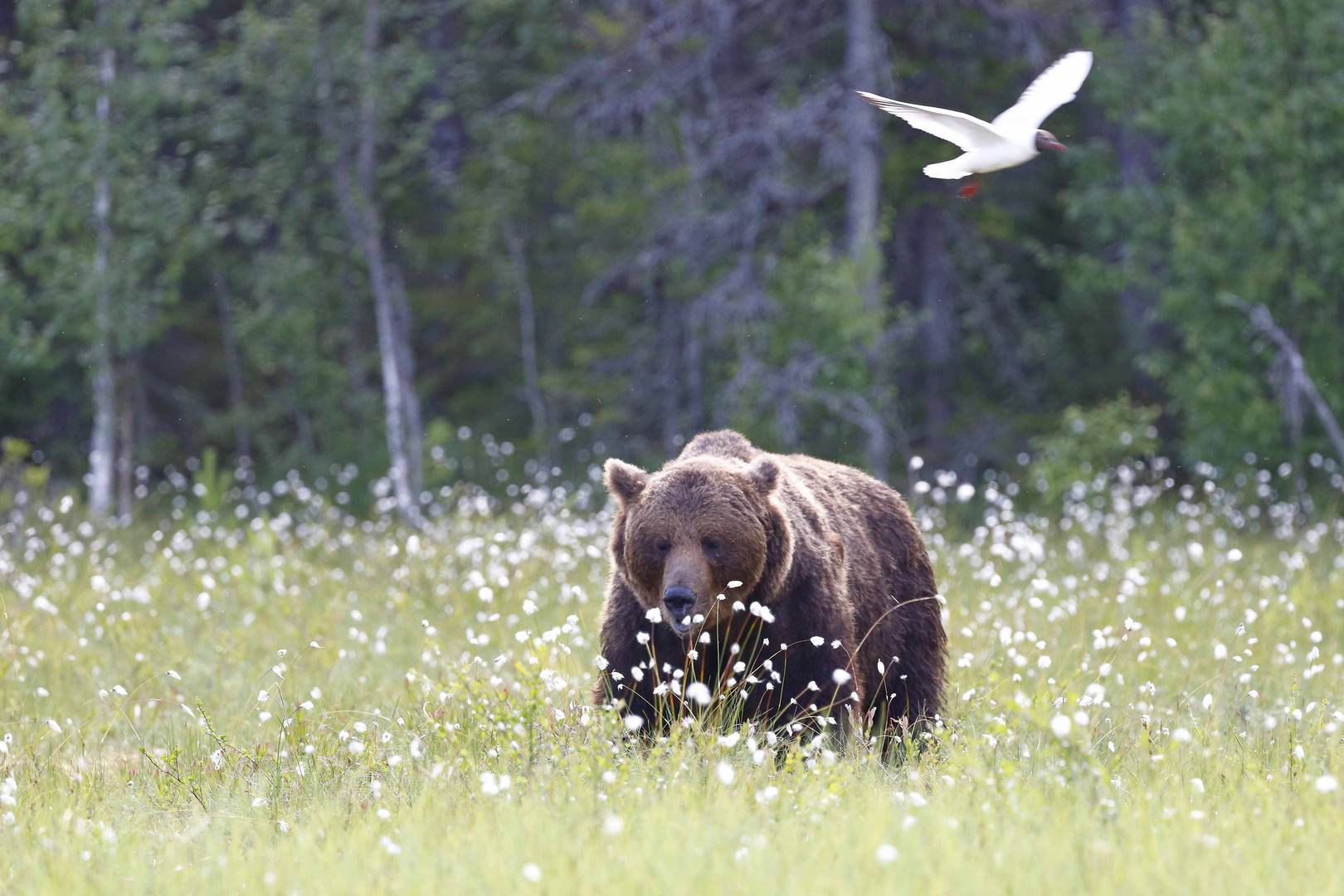 Teddy in einer Traumkulisse!