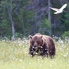 Teddy in einer Traumkulisse!