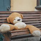 teddy in rothenburg