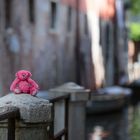 Teddy in Venedig