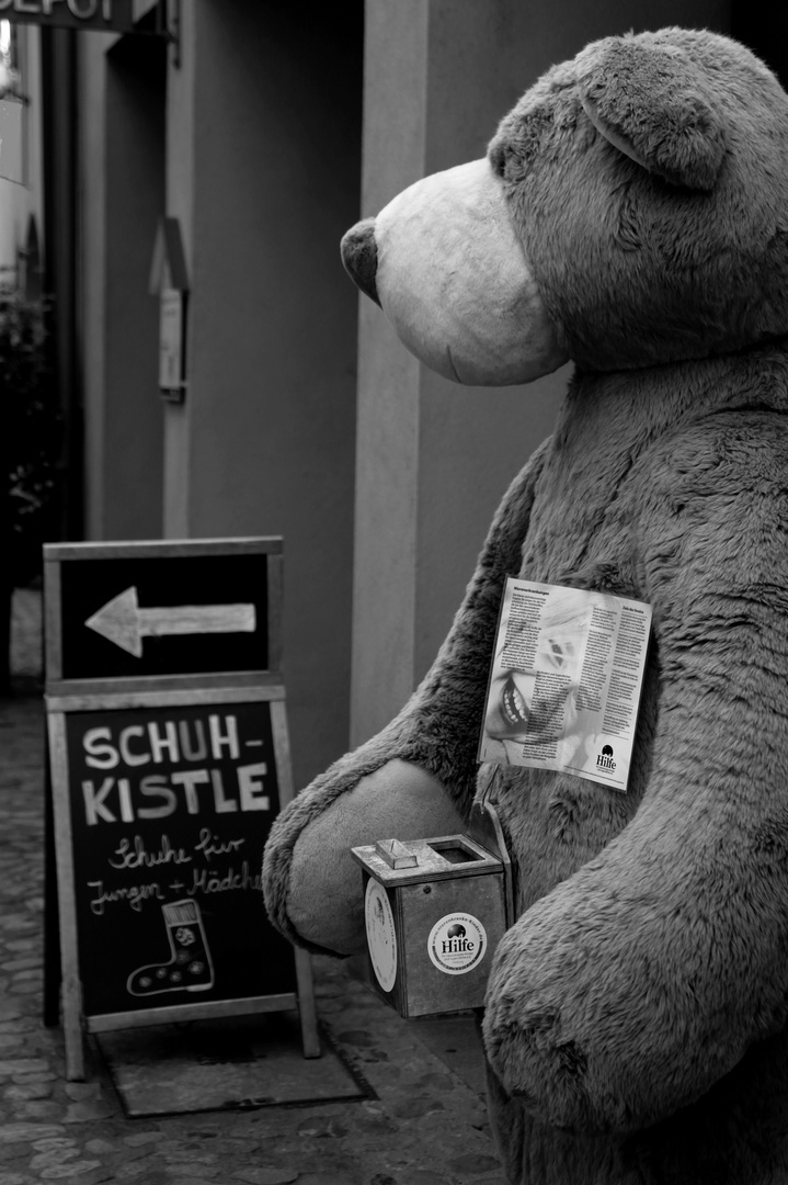 Teddy mit Weitblick