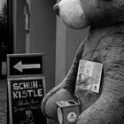 Teddy mit Weitblick