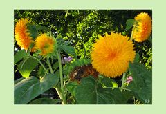 Teddy - Sonnenblumen (gefüllte Sonnenblumen)