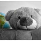 Teddy und die Welt