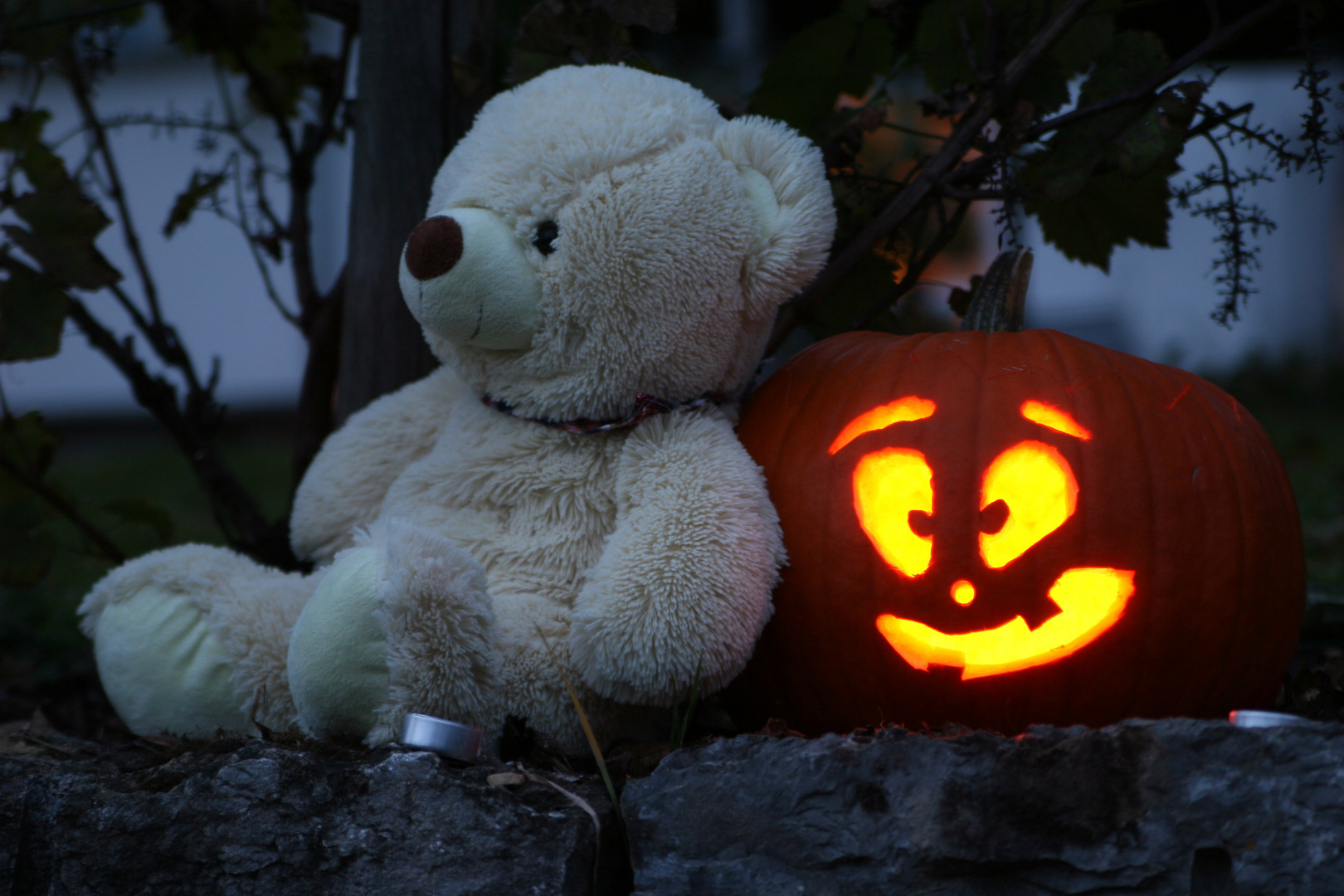 Teddy und Halloween