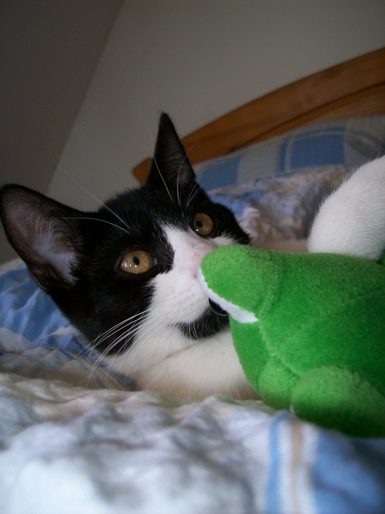 Teddy und sein Frosch