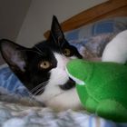 Teddy und sein Frosch