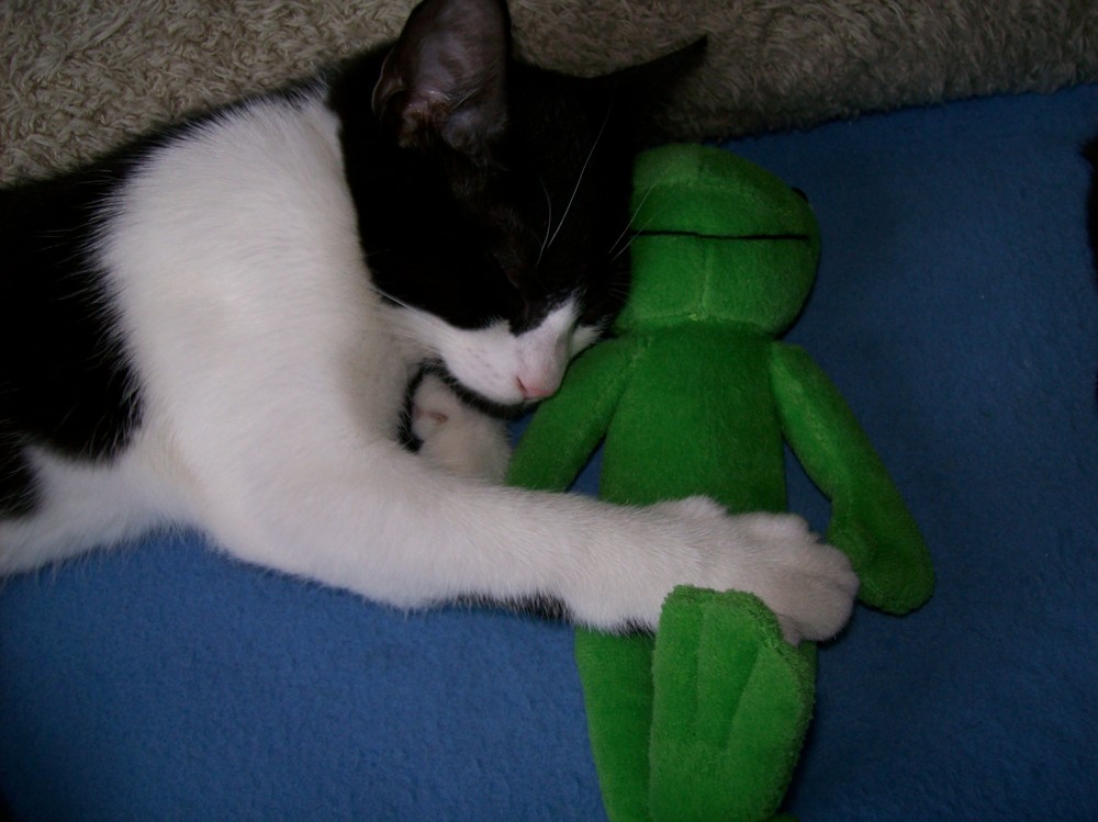 Teddy und sein Kuscheltier