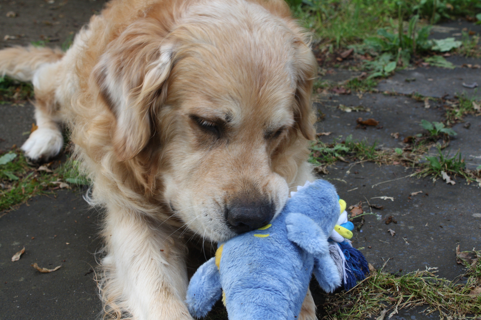 Teddy und sein Lieblingshai "Blue"