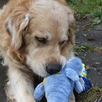 Teddy und sein Lieblingshai "Blue"