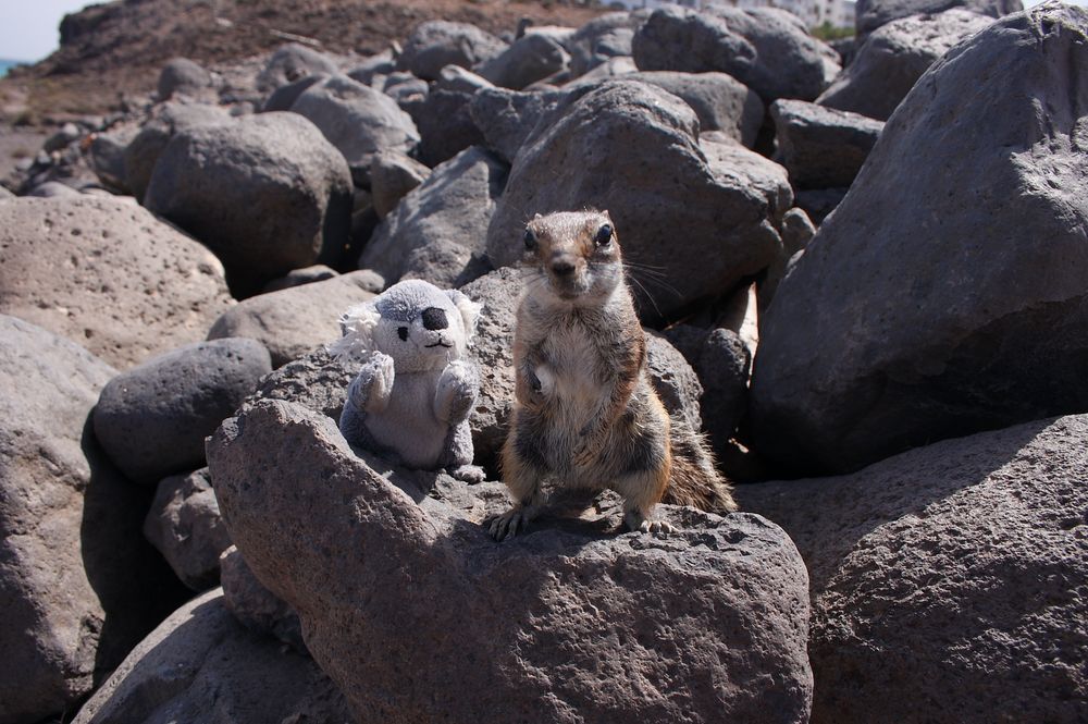 Teddy und Streifenhörnchen