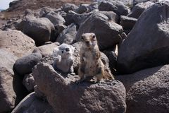 Teddy und Streifenhörnchen