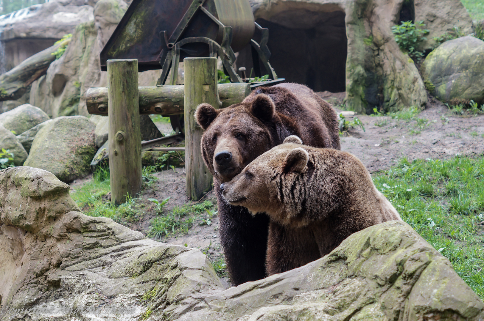 Teddy und Susi