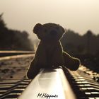 Teddy unterwegs in der Abendsonne