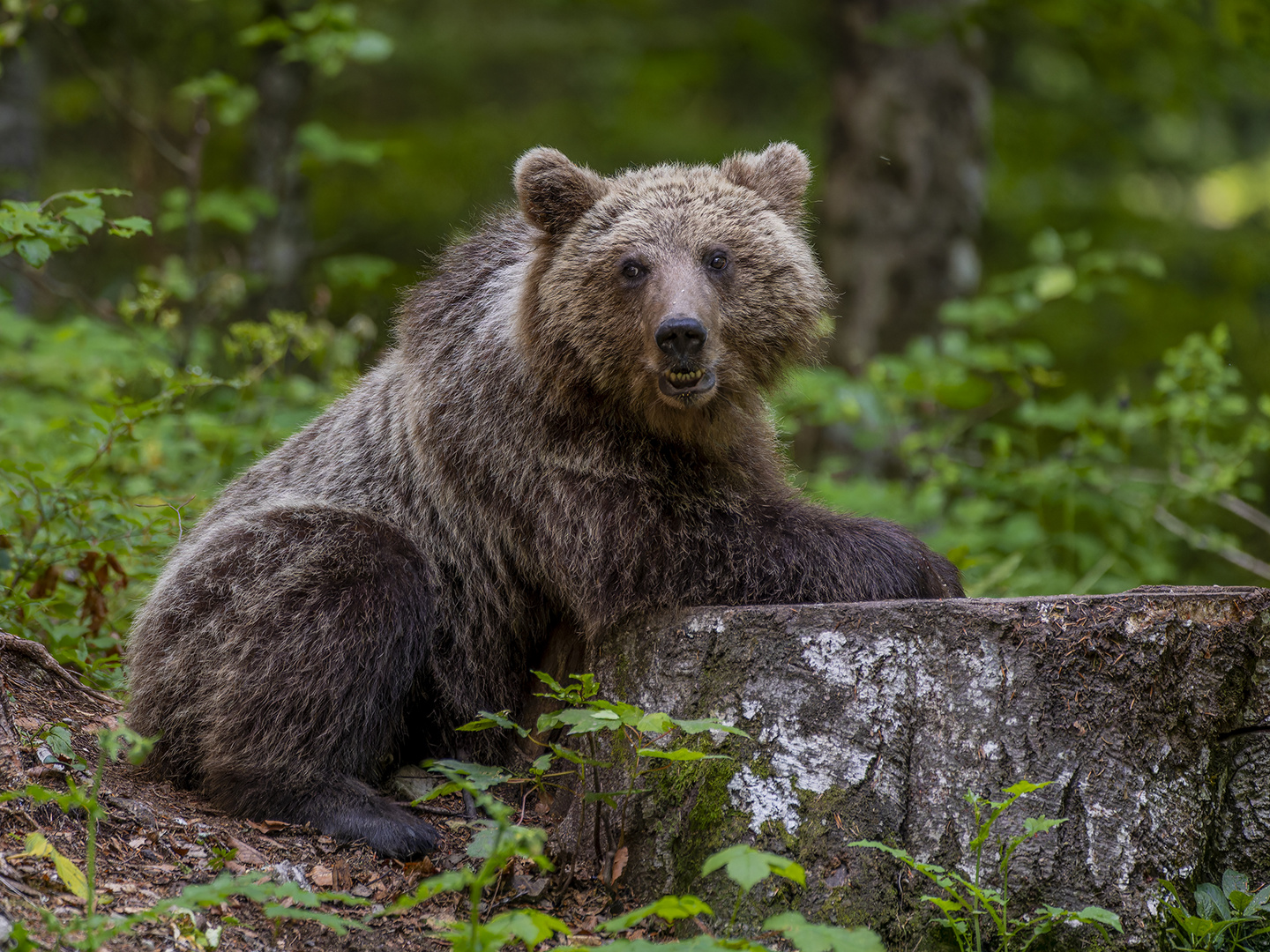 Teddybär