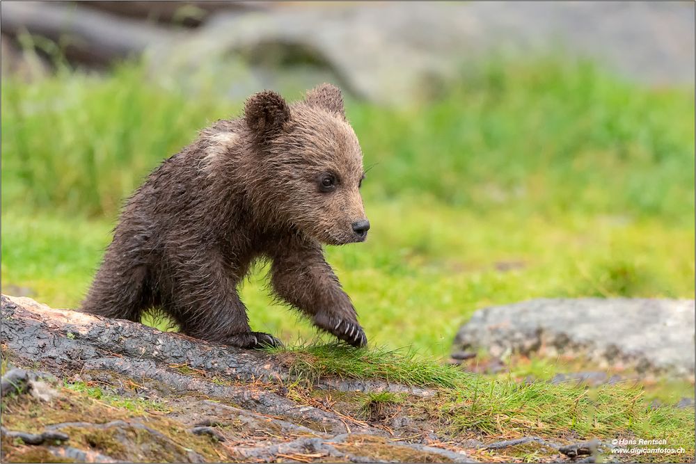 Teddybär :-)