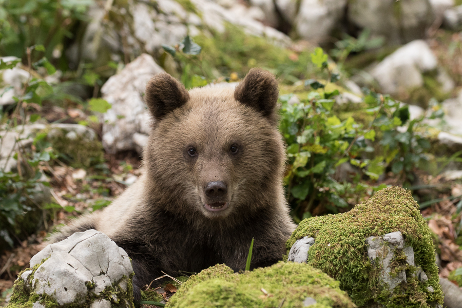 Teddybär