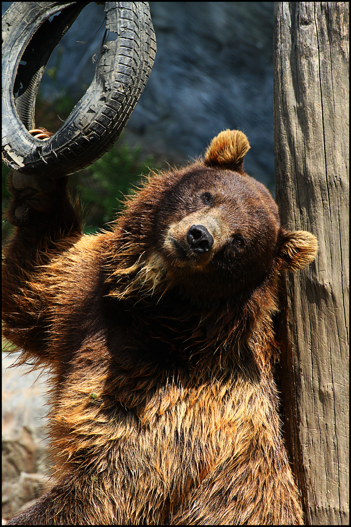 Teddybär :)