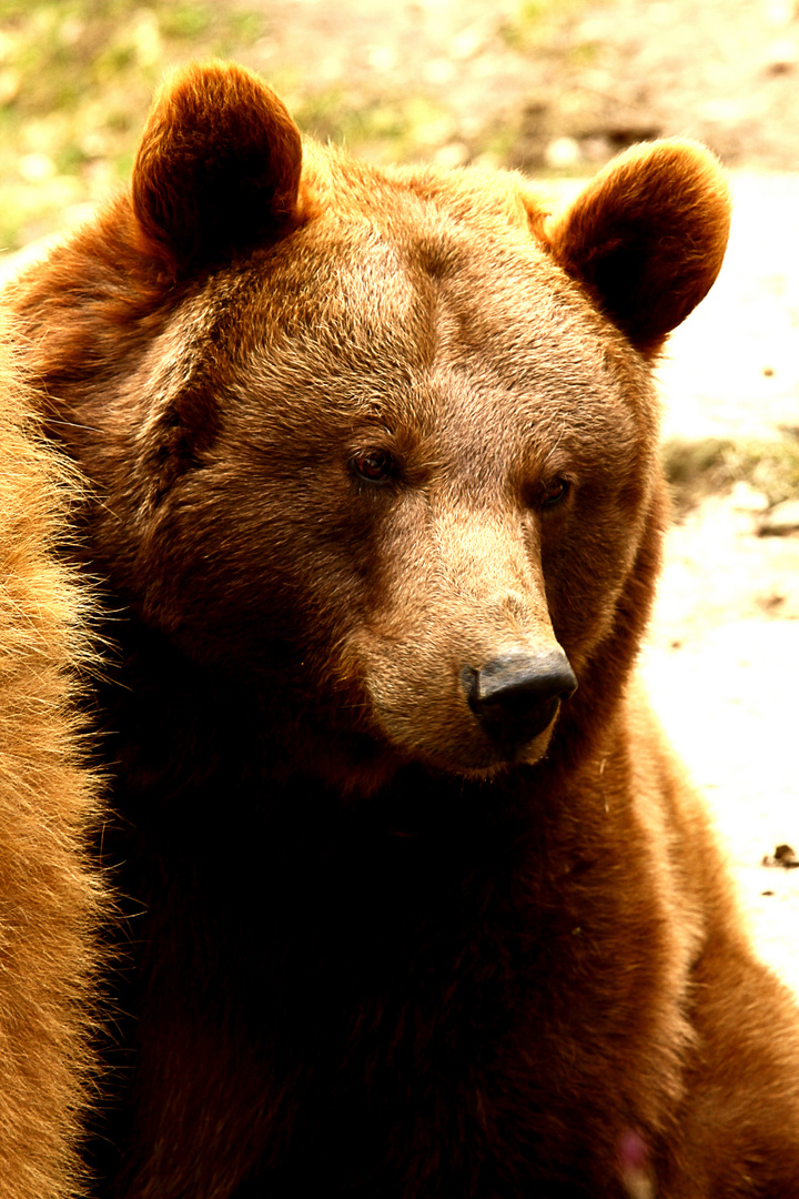 Teddybär :)