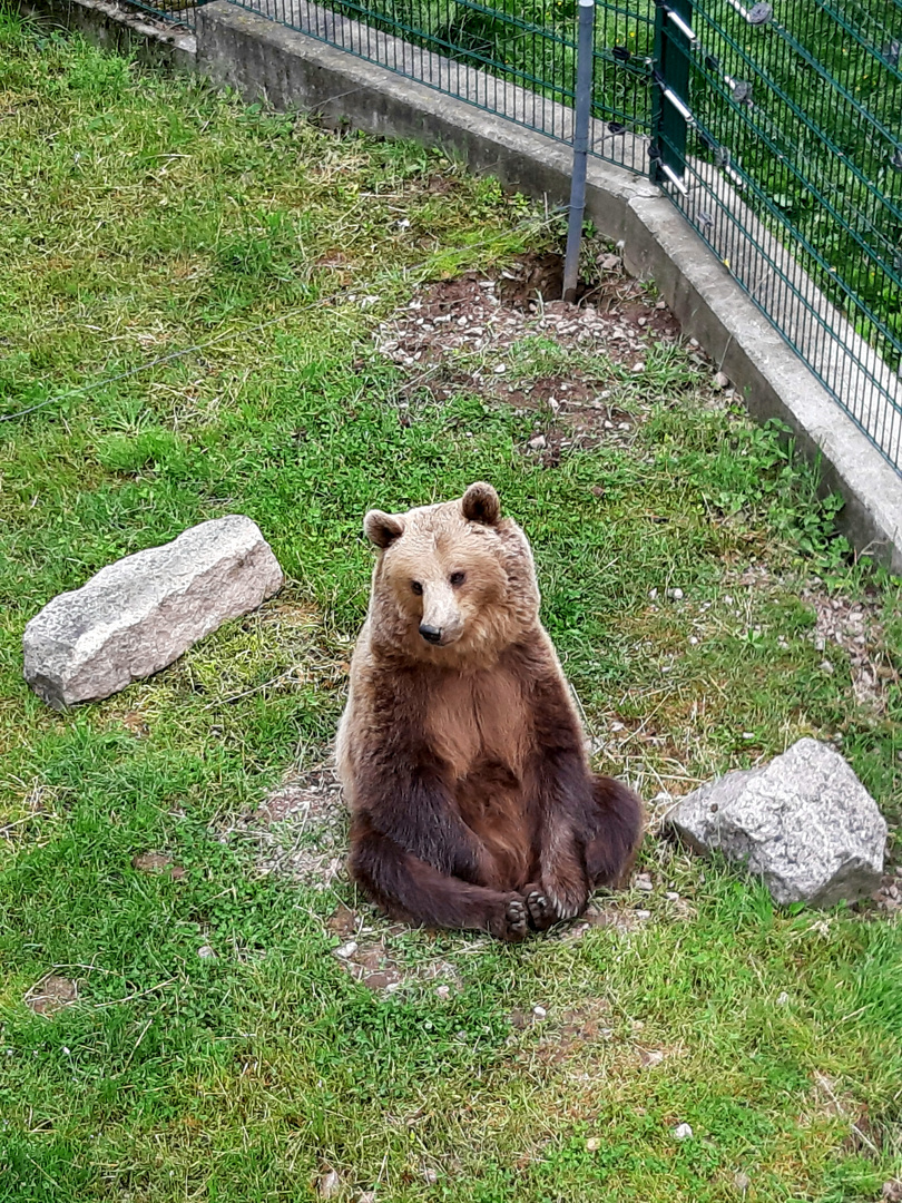 Teddybär