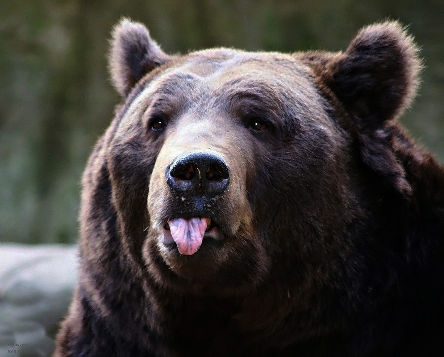 Teddy...der BÄH Bär!!!