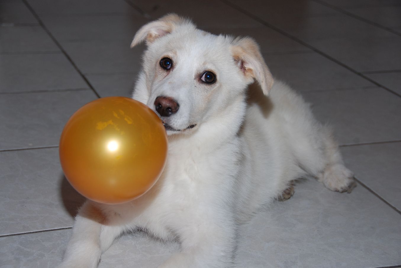 Teddy´s Ballon