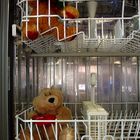 teddys in the wash