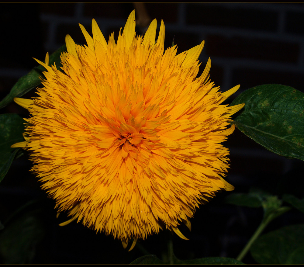 Teddy.....Sonnenblume