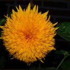 Teddy.....Sonnenblume