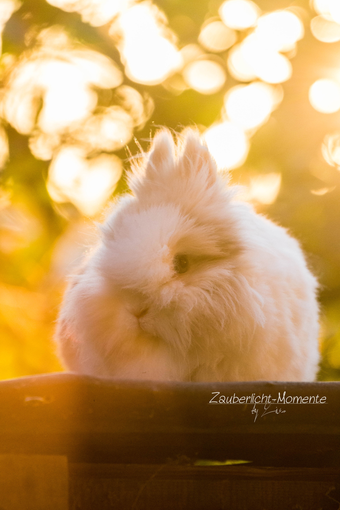 Teddyzwergkaninchen Chrispi [Goldene Stunde]