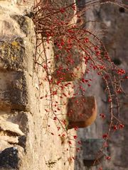 Tee aus der Mauer