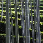 Tee & Bambus - nachhaltiger Teegarten