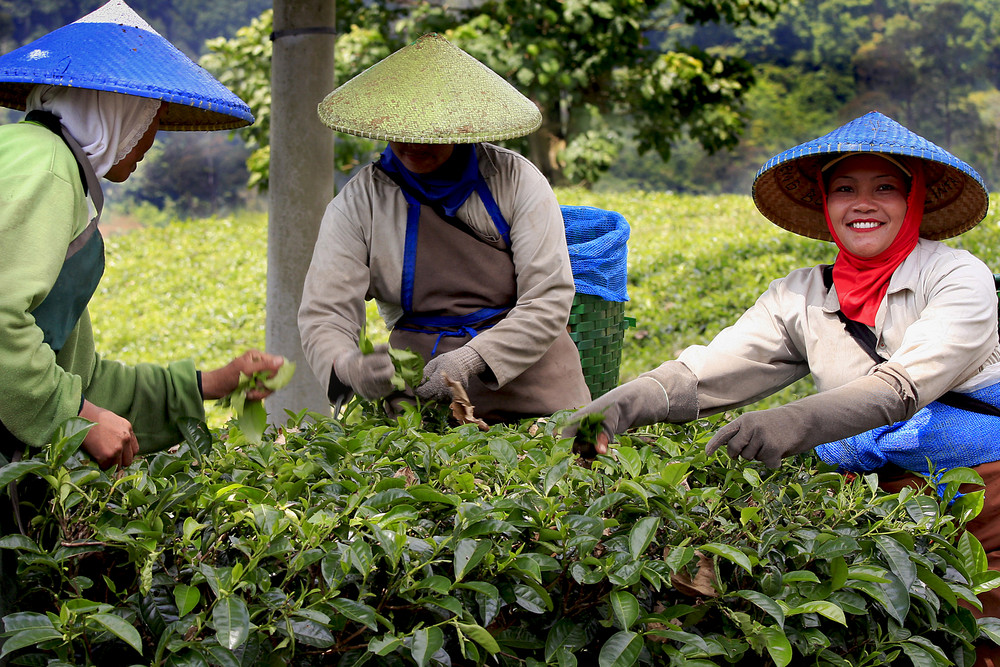 Tee-Ernte auf Java's