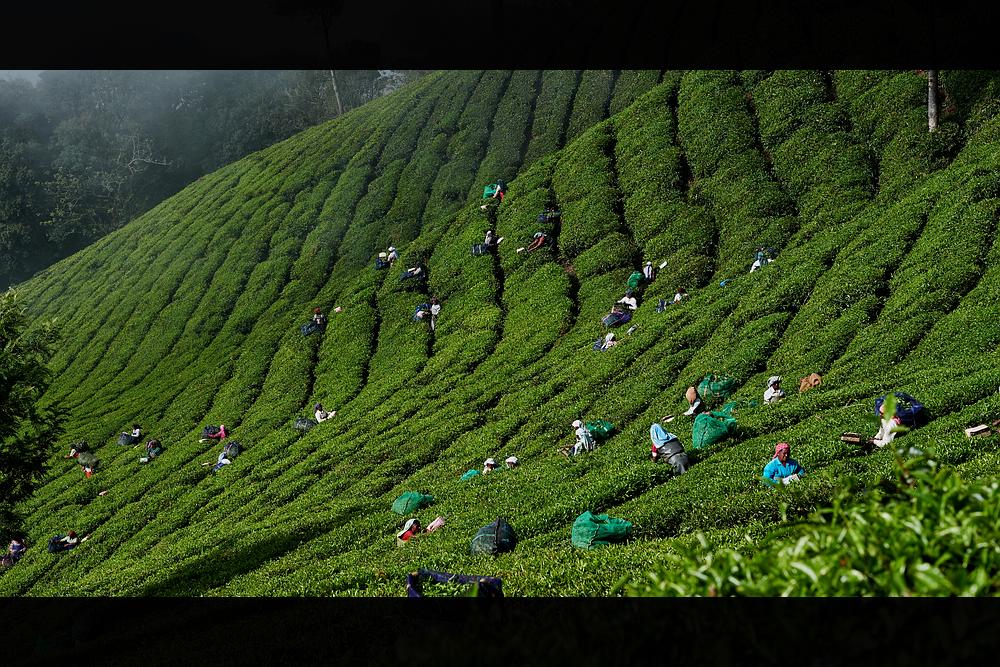 Tee-Ernte - Munnar