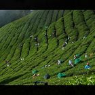 Tee-Ernte - Munnar