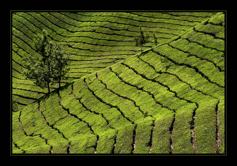 "tee!", kerala 2007