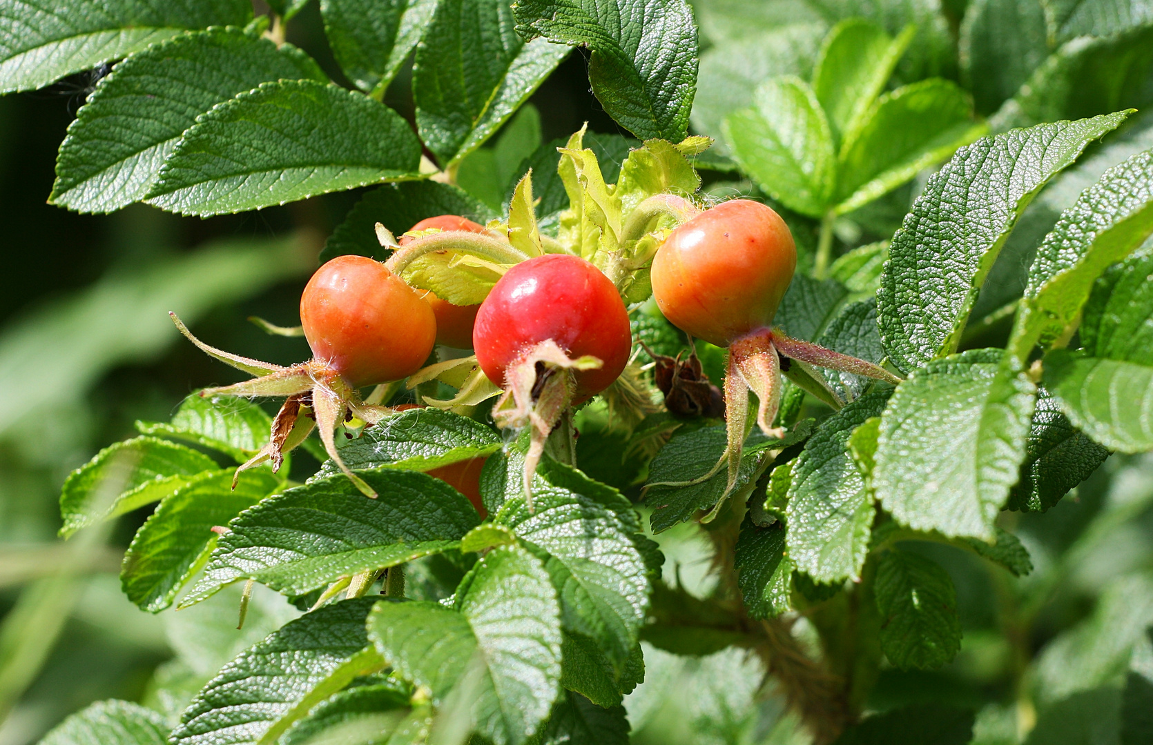 Tee oder Marmelade