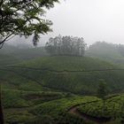 TEE Plantagen Nebel Indien Kerala +TEXT