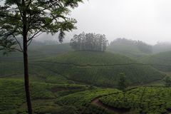 TEE Plantagen Nebel Indien Kerala +TEXT