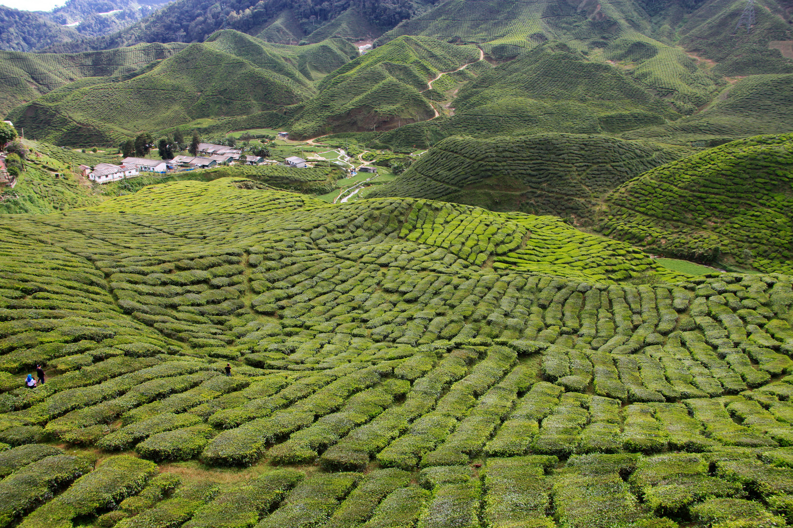 Tee-Tepiche in den Cameron Highlands