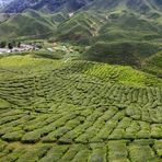Tee-Tepiche in den Cameron Highlands