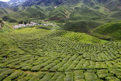 Tee-Tepiche in den Cameron Highlands