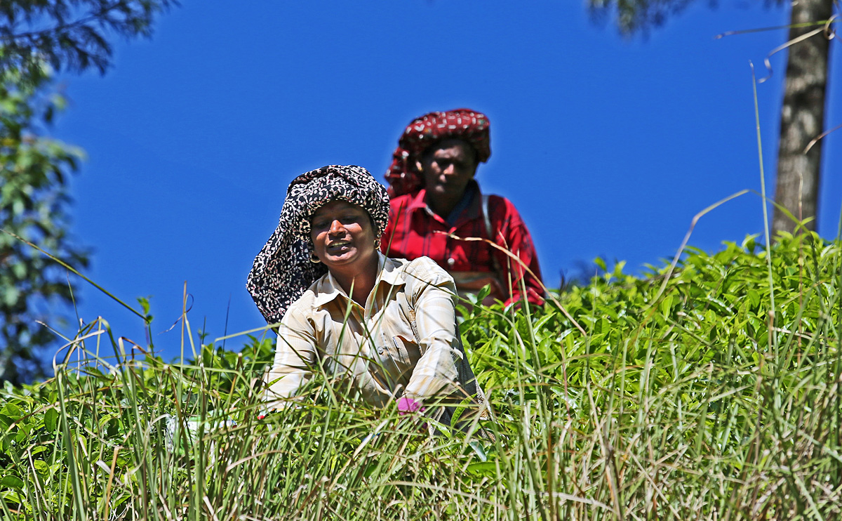 Teeernte in den Bergen von Munnar, Indien, Kerala