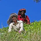 Teeernte in den Bergen von Munnar, Indien, Kerala