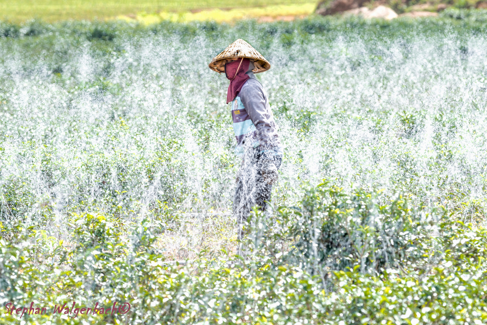 Teefarm in Laos