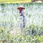 Teefarm in Laos