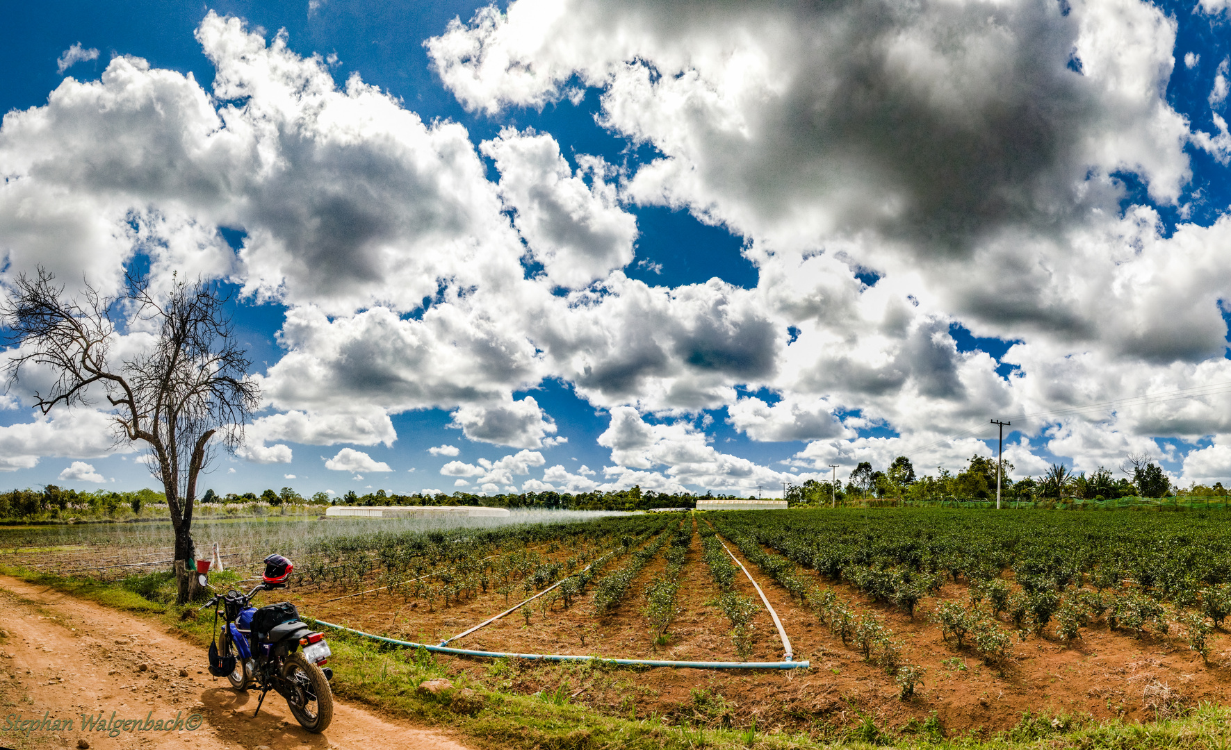 Teefarm in Laos