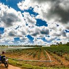 Teefarm in Laos